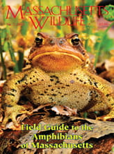 Massachusetts Wildlife Magazine